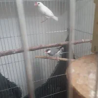 یک جفت فنج نرگسی مولد