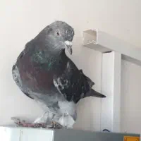 ترکیه بالا نر