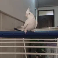 عروس هلندی البینو|پرنده|قم, شهرک امام حسن|دیوار