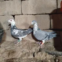 بزک سبز نر وماده