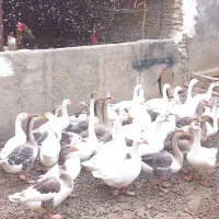 غاز قو غاز جوان و گوشتی ارگانیک