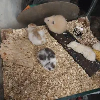 واگذاری همستر رایگان