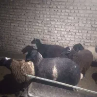 بره|حیوانات مزرعه|جوادآباد, |دیوار