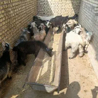 بیگ شیری ،|حیوانات مزرعه|گتوند, |دیوار