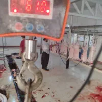 دویست عددکله پاچه