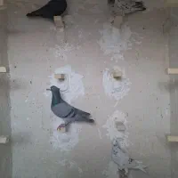 کفتر سرور|پرنده|شیراز, کوشک میدان|دیوار