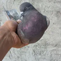 کفتر پرشی|پرنده|یزد, |دیوار