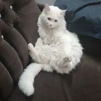 گربه گمشده