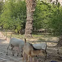 گمشدن چند راس بز جزیره ای