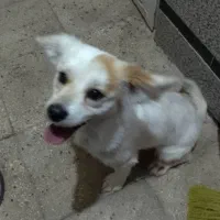 واگذاری سگ اشتیپیزرایگان