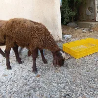دوتا بره شیرمست سرحال یکی ماده ویکی نره