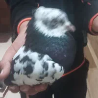 کبوتر|پرنده|سنندج, |دیوار