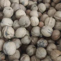 گردو سامان