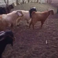 کره کیلویی ۳۰۰