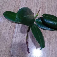قلمه گل