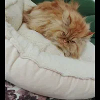 پرشین ماده