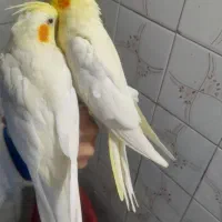 عروس هلندی مولد سخنگو دستی رام رام