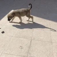 توله ژرمن ماده|سگ|سبزوار, فرهنگیان|دیوار