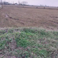 شالی داخل طرح