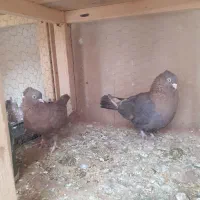 کبوتر سالم و جوان فروشی|پرنده|مبارکه, |دیوار