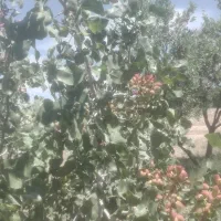 فروش باغ گردوو بادام حوالی غرق آباد|فروش دفتر صنعتی، کشاورزی، تجاری|نوبران, |دیوار