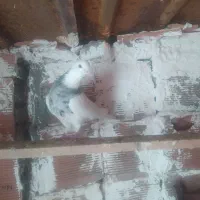 کلفه ماده|پرنده|اردبیل, |دیوار