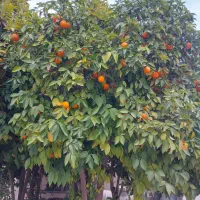 بلوار-غربی-تخت-جمشید-کوچه-شماره-2