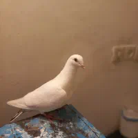 کبوتر|پرنده|مشهد, یاس|دیوار