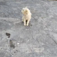 سگ پشمالو خونگی|سگ|فسارود, |دیوار