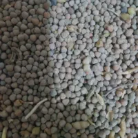 گاودانه بو جاری شده
