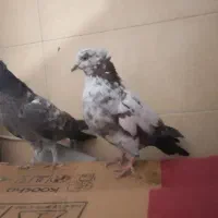 ۱۷تا کبوتر پرشی یجا|پرنده|بومهن, |دیوار