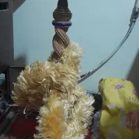 قیلون میوه ای|کلکسیون و سرگرمی|فولادشهر, A4|دیوار