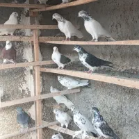 ۸۰تا کبوترپرش سنگین