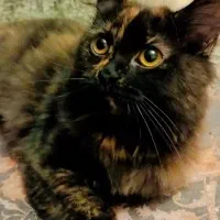 گربه ماده پرشین دال فیس ۴ ماهه شناسنامه دار|گربه|ساری, |دیوار