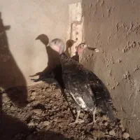 ۳ عدد بوقلمون طبیعی سالم سالم