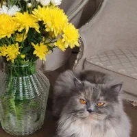 گربه اسکاتیش لانگ هیر