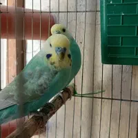 مرغ عشق رینبومولد