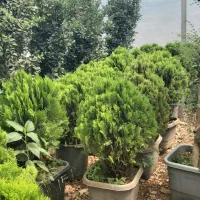 چوب بری وهرس کاری|خدمات باغبانی و درختکاری|چهارباغ, |دیوار