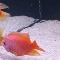 ماهی میکس میداس و پوزه میمونی