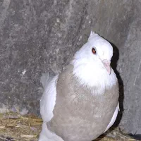 کفتر طوقی|پرنده|چرداول, |دیوار