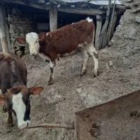 یک عددگوساله هدفوردماده