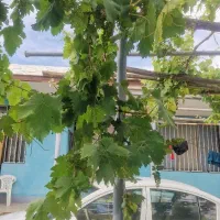 سرایداری