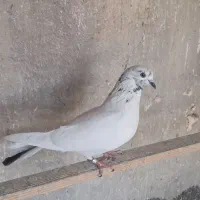 کفتر