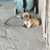 سگ شیتزو|سگ|باغستان, |دیوار