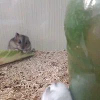 فروش همستر|موش و خرگوش|نورآباد, |دیوار