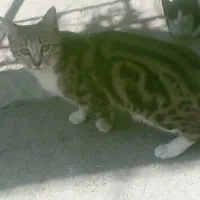 بچه گربه ازنژادخوب بسیار بازیگوش. صالح آباد