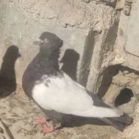 سینه قهوه ای ماده