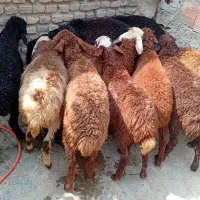 نر بره
