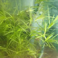 ماهی فایتر / بتا پلاکت ماده و گیاه|ماهی|بناب, |دیوار