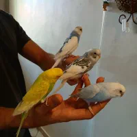 مرغ عشق|پرنده|اندیشه, اندیشه فاز ۵|دیوار